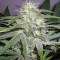 The Church feminized seeds