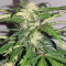 Auto Kaya 47 feminized seeds