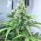 Graines de cannabis Big Freeze (Big Head Seeds)