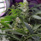 Blueberry 420 Auto Seeds