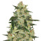 Blueberry 420 Auto feminized seeds