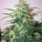 Graines de cannabis Buddha Red Dwarf Auto regular (Buddha Seeds)