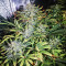 Buddha Vesta Auto Seeds