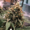 Candy Dawg Autoflower (Seedstockers)