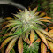 Chemdawg Seeds (Humboldt Seeds Organization)