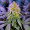Cookie Dawg (Big Head Seeds)