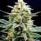Critical Seeds