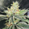 Sementes Feminizadas de Dozy Cookies (AlphaFem Seeds)