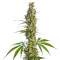Eagle Bill Seeds
