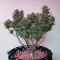 Girl Scout Cookies (Big Head Seeds)