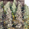 Graines de cannabis Headstash (Karma Genetics)
