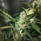 Graines de cannabis Northern Lights Auto (White Label)