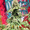 Northern Lights Seeds (Sensi Seeds)
