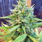 Sandstorm feminized seeds