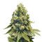Sour Tangie (Reserva Privada)