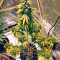 Sticky Fingers Autoflower (Seedstockers)