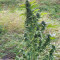 Super Skunk Autoflower (Seedstockers)