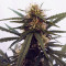 Semi femminizzati Sweet Valley Kush x Amnesia x Dosidos