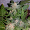 Tyrone Special Auto (Mephisto Genetics)