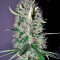Arjan's Haze #3 (GHS)