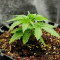 Blue Dream (Herbies Seeds)