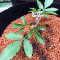 Chempie feminized seeds