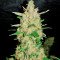 Extreme Impact Auto Seeds