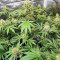 Glue Sherbert Feminized Seeds (AlphaFem Seeds)