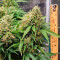 Green Crack Auto Seeds