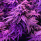 Gummy Skunk Fast Version Feminized Seeds (Easy Grow Seeds)