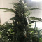 King’s Kush Auto CBD (GHS)