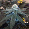 Purple Punch Cookies (Original Sensible Seeds)