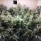 Venta de LSD Auto (Barney's Farm) | Semillas de marihuana feminizadas