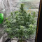 Compre sementes feminizadas Bruce Banner #3 Auto da Herbies Seeds