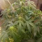 Tangie'matic Seeds