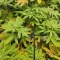 Achetez des graines féminisées Grandmommy Purple par Herbies Seeds