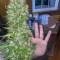 Cream Mandarine XL Seeds