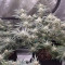 Super Skunk Seeds (Seedstockers) - Cannabis Strain Seeds for Sale