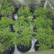 Buy Desfrán feminized seeds by Dutch Passion