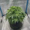 Original Cinderella Auto feminized seeds for sale: information and reviews