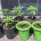 Green Crack Seeds (Blimburn Seeds) - Cannabis Strain Seeds for Sale