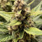 Gorilla Punch Seeds