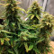 Green Crack Seeds - Cannabis Strain Seeds for Sale