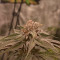Banana Punch (Barney's Farm)