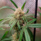 Achetez des graines féminisées CBD Northern Lights par Seedstockers