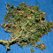Runtz XL Auto feminized seeds for sale: information and reviews