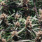 Buy Desfrán feminized seeds by Dutch Passion