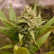 Buy Girl Scout Cookies Autoflower feminized seeds by Seedstockers