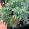 Achetez des graines féminisées Strawberry Cheesecake Auto par Barney's Farm