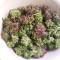 GH Cheese Seeds From Green House Seeds